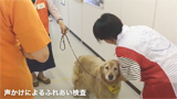 セラピー犬適性検査2016秋 ローズ・大型犬編